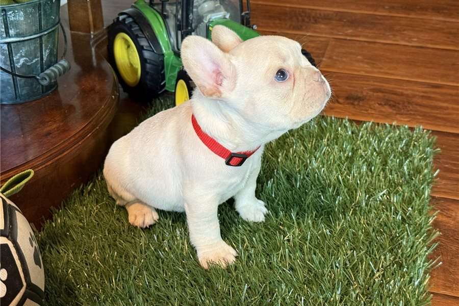 Filhote de Bulldog Francês em Portugal