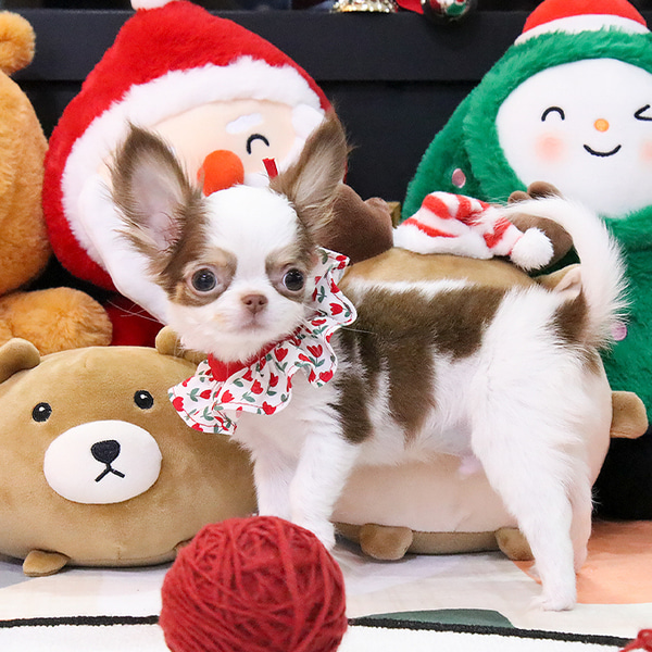 Filhotes de Chihuahua – Cães Pequenos 6