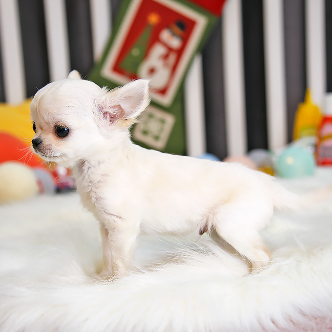 Filhotes de Chihuahua – Cães Pequenos 5