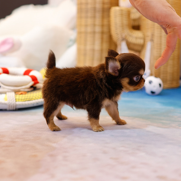 Filhotes de Chihuahua – Cães Pequenos 7