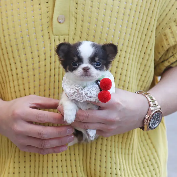 Filhotes de Chihuahua – Cães Pequenos 3