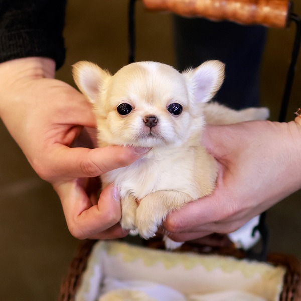 Filhotes de Chihuahua – Cães Pequenos 4