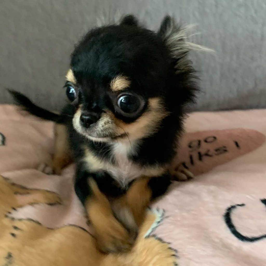 Filhotes de Chihuahua – Cães Pequenos 8