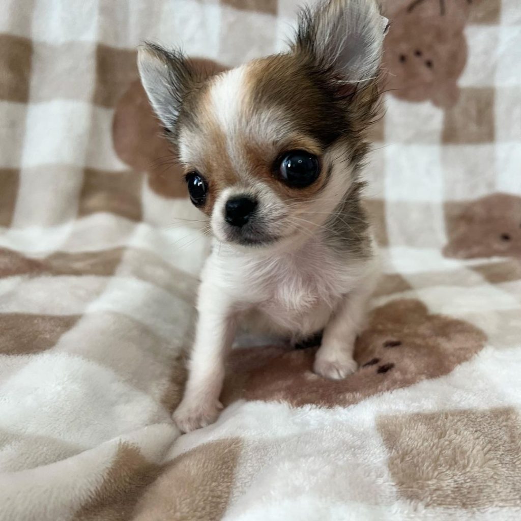 Filhotes de Chihuahua – Cães Pequenos 11